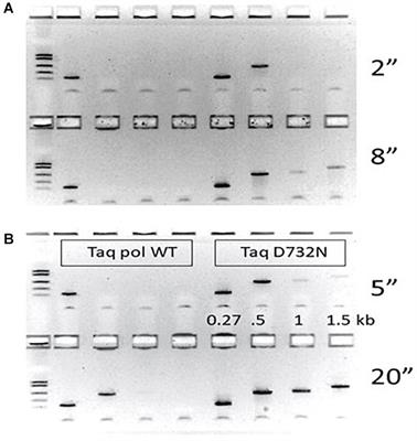 A Single Amino Acid Change to Taq DNA Polymerase Enables Faster PCR, Reverse Transcription and Strand-Displacement